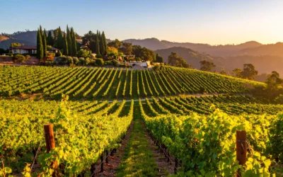 Secrets et saveurs de la Napa Valley – en version privée